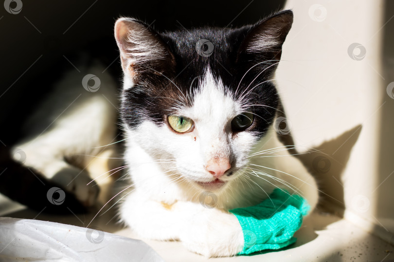 Скачать Нежная кошка с повязкой на голове мирно отдыхает на солнышке фотосток Ozero