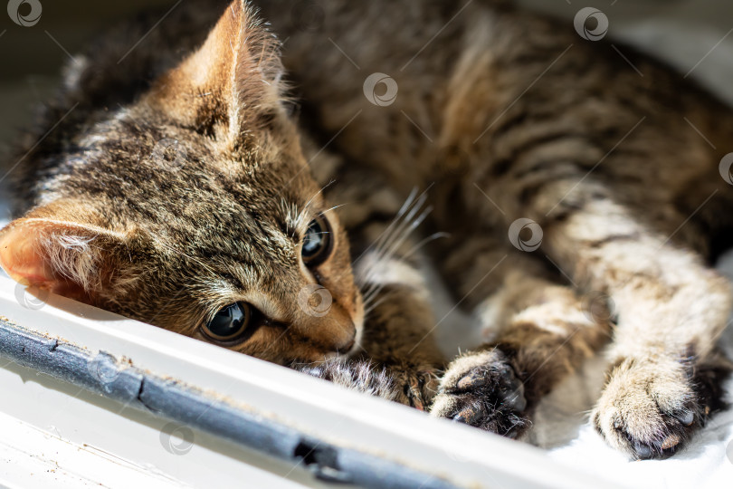 Скачать Игривый полосатый котенок, наслаждающийся отдыхом на солнце фотосток Ozero