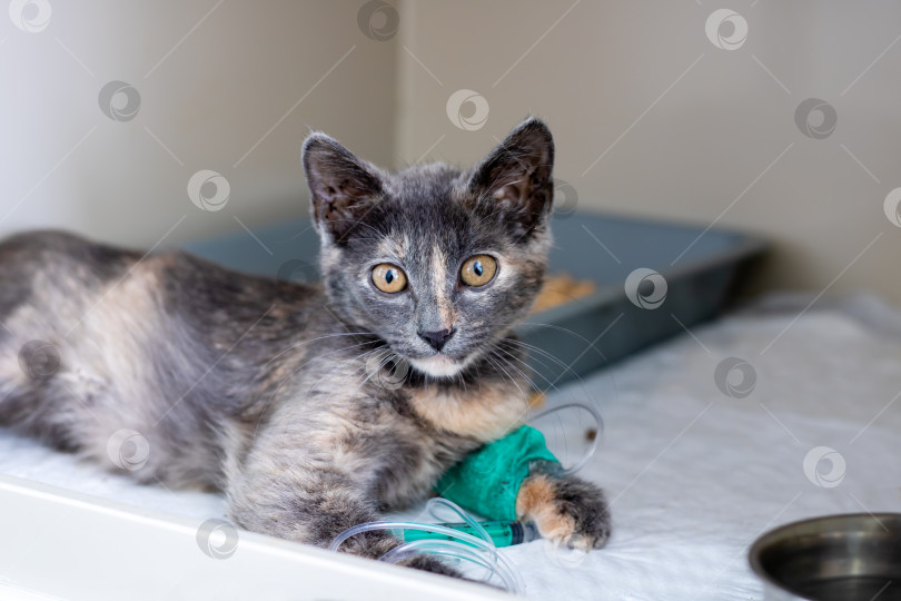 Скачать Очаровательный спасенный котенок в настоящее время находится на попечении в местном приюте фотосток Ozero