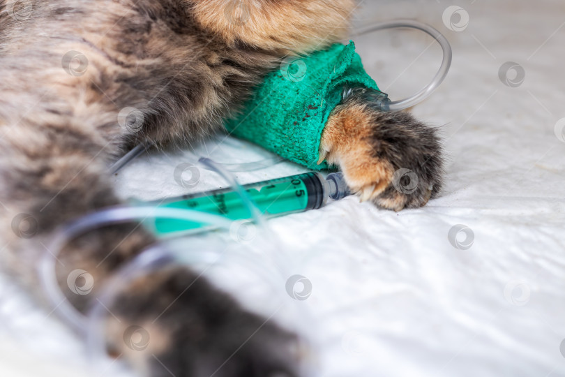 Скачать Кошка получает медицинскую помощь с помощью капельницы и шприца фотосток Ozero