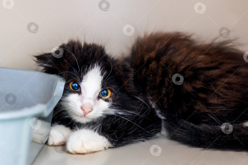 Скачать Очаровательный черно-белый котенок в приюте фотосток Ozero