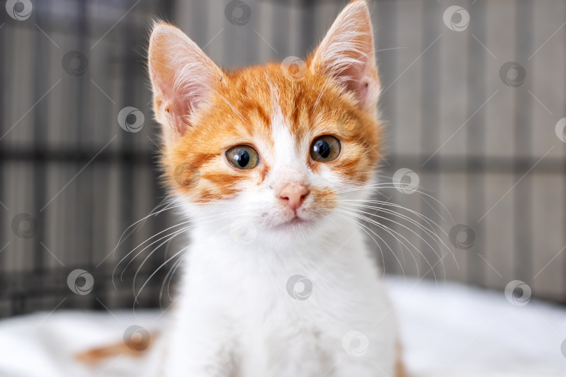 Скачать Игривый оранжево-белый котенок в уютной и комфортной обстановке фотосток Ozero
