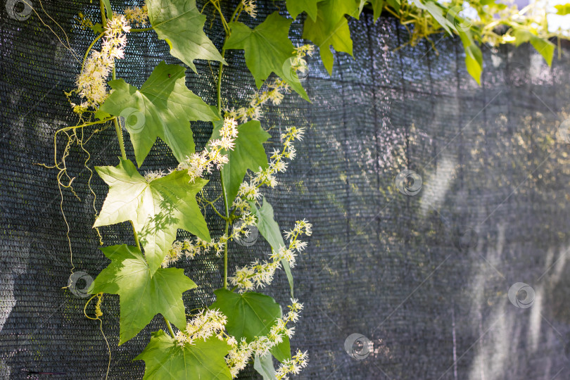Скачать Вьющийся плющ с нежными цветами в солнечный день фотосток Ozero