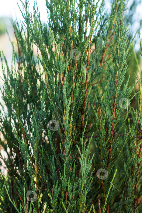 Скачать Крупный план зеленого хвойного кустарника с тонкими игольчатыми листьями фотосток Ozero