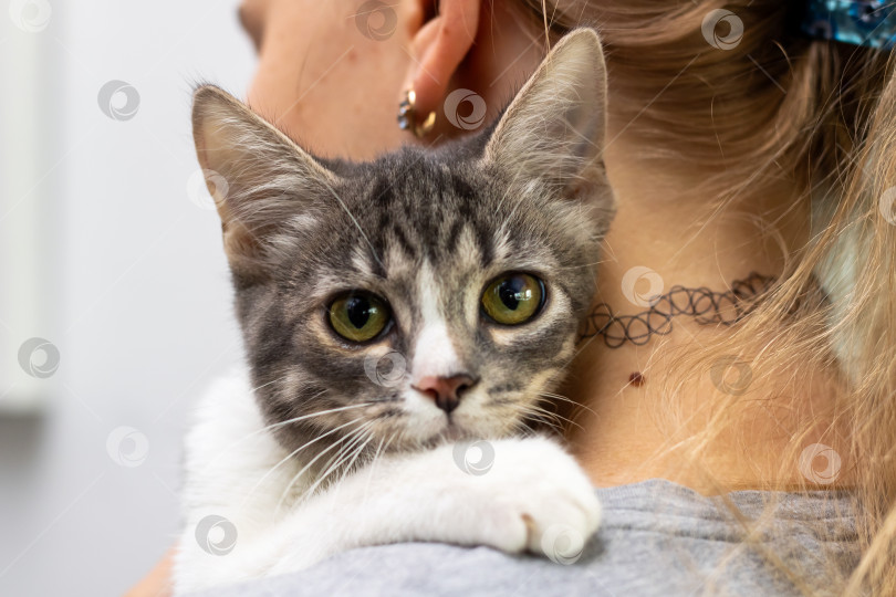 Скачать Очаровательная кошечка уютно устроилась на плече у человека фотосток Ozero