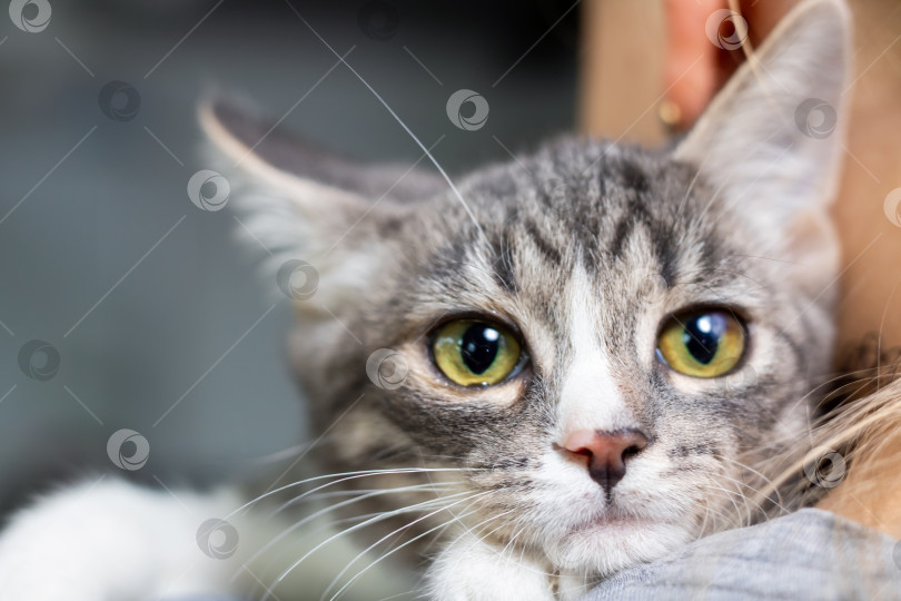 Скачать Очаровательный крупный план серой полосатой кошки с очаровательными глазами фотосток Ozero