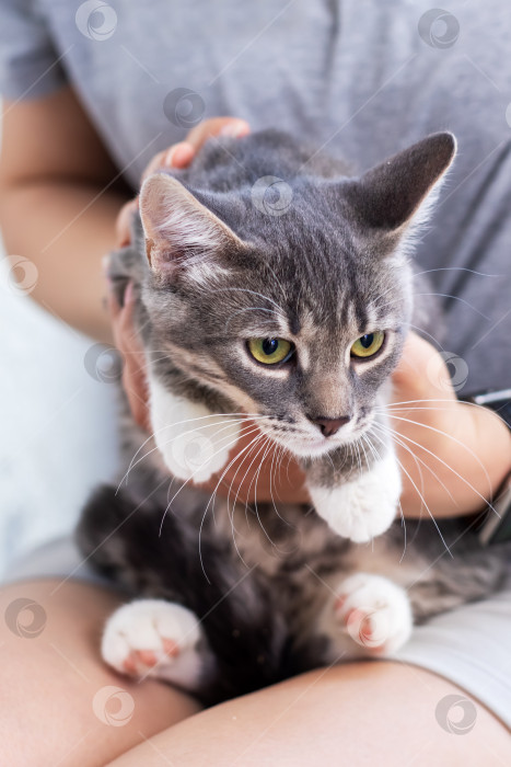 Скачать Очаровательная серая кошечка, которую нежно держит на руках Любящий хозяин фотосток Ozero
