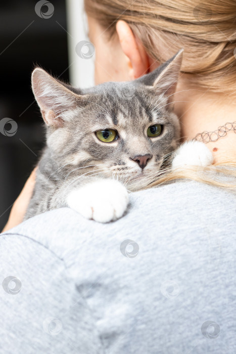 Скачать Приятная и комфортная кошка, Очаровательный кошачий друг на плече фотосток Ozero