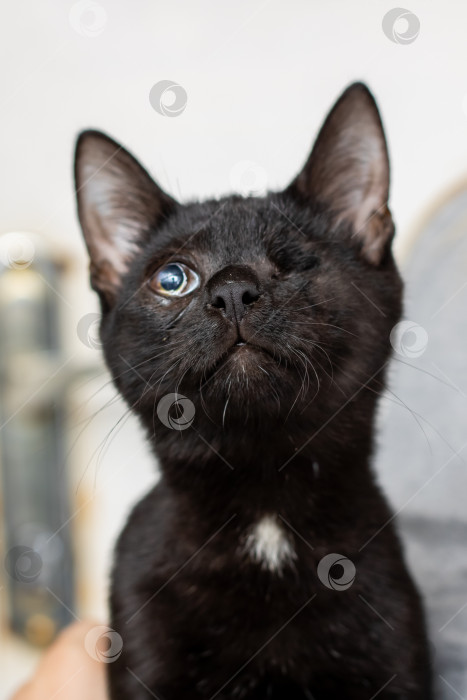 Скачать Очаровательный портрет очаровательного одноглазого черного котенка фотосток Ozero