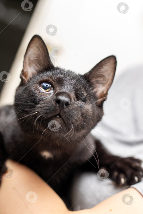 Скачать Очаровательный черный котенок с уникальными чертами лица крупным планом фотосток Ozero