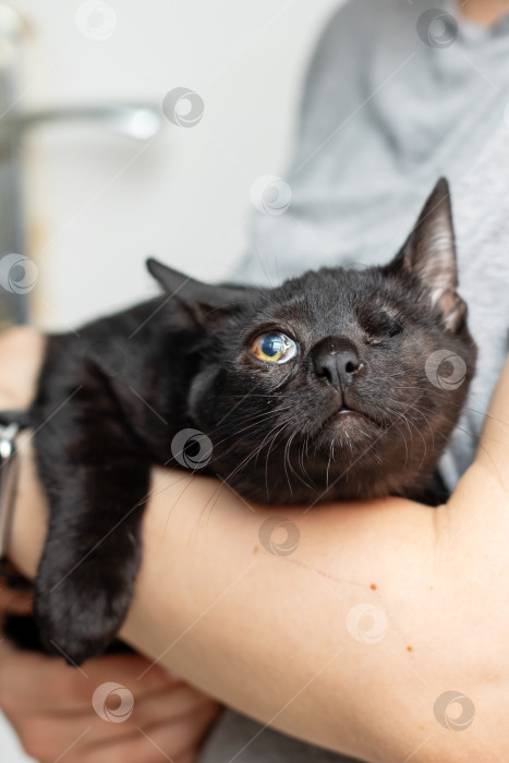 Скачать Очаровательная одноглазая Черная кошечка, которую держат с заботой и любовью фотосток Ozero