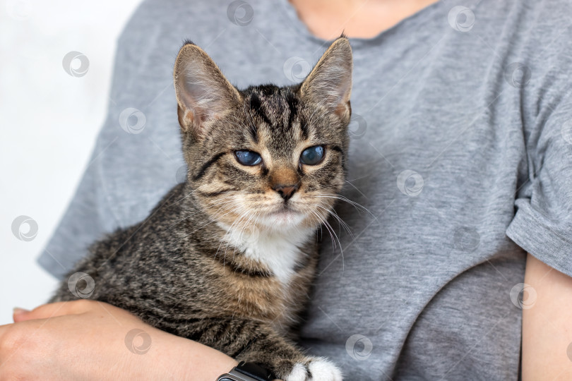 Скачать Очаровательная полосатая кошка наслаждается непринужденным уютом и теплом фотосток Ozero