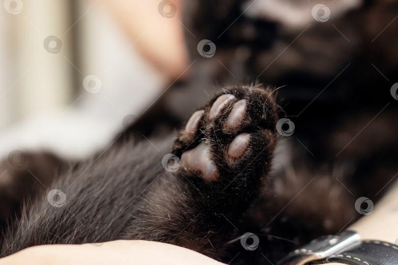 Скачать Изображение коричневой щенячьей лапы крупным планом, нежно заключенной в объятия фотосток Ozero