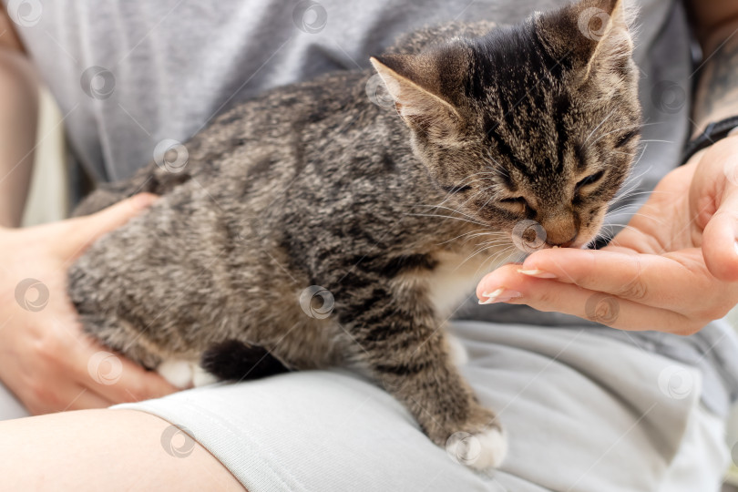 Скачать Игривый и очаровательный котенок, пьющий воду из любящих рук фотосток Ozero