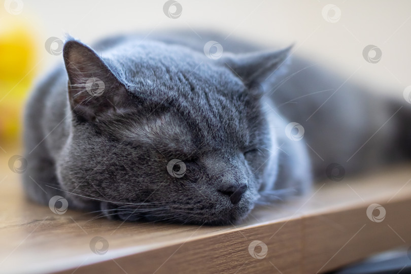 Скачать Расслабленная Серая кошка мирно спит на деревянной поверхности фотосток Ozero