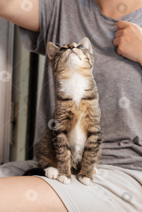 Скачать Этот игривый полосатый котенок ищет внимания и ласки фотосток Ozero