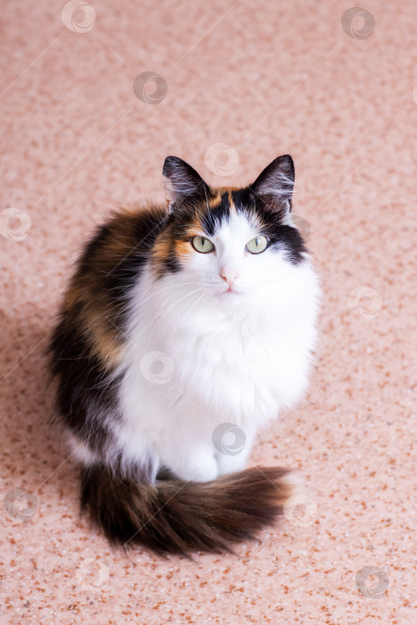 Скачать Прямо сейчас на полу грациозно восседает Пушистая Ситцевая кошка фотосток Ozero