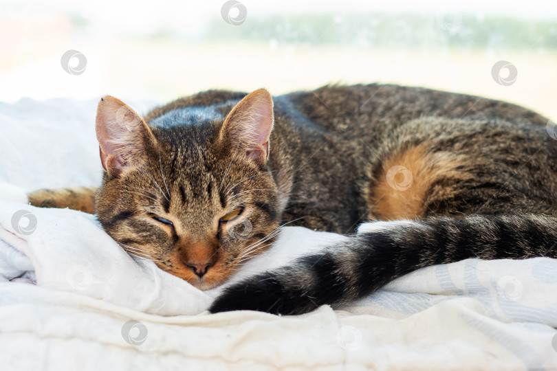 Скачать Дома у окна мирно дремлет расслабленная полосатая кошка фотосток Ozero