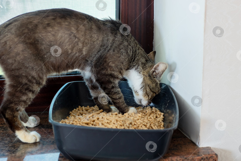 Скачать Любопытный кот радостно ныряет в свою миску с едой, чтобы перекусить фотосток Ozero
