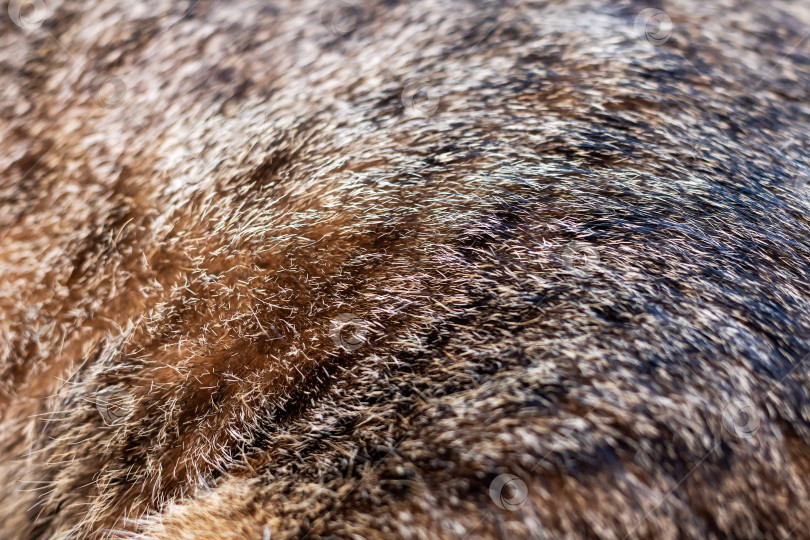 Скачать Крупный план текстурированного меха с мерцающими бликами фотосток Ozero
