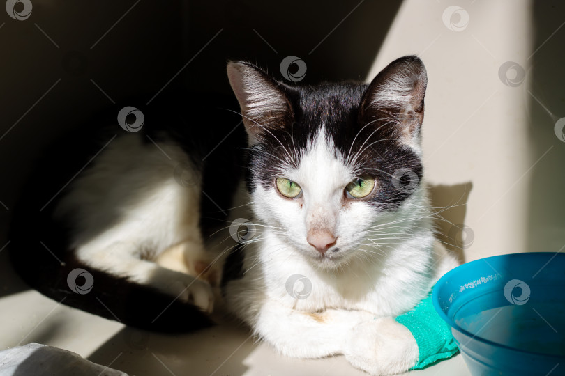 Скачать Очаровательная кошечка с зеленой повязкой, отдыхающая на солнце фотосток Ozero