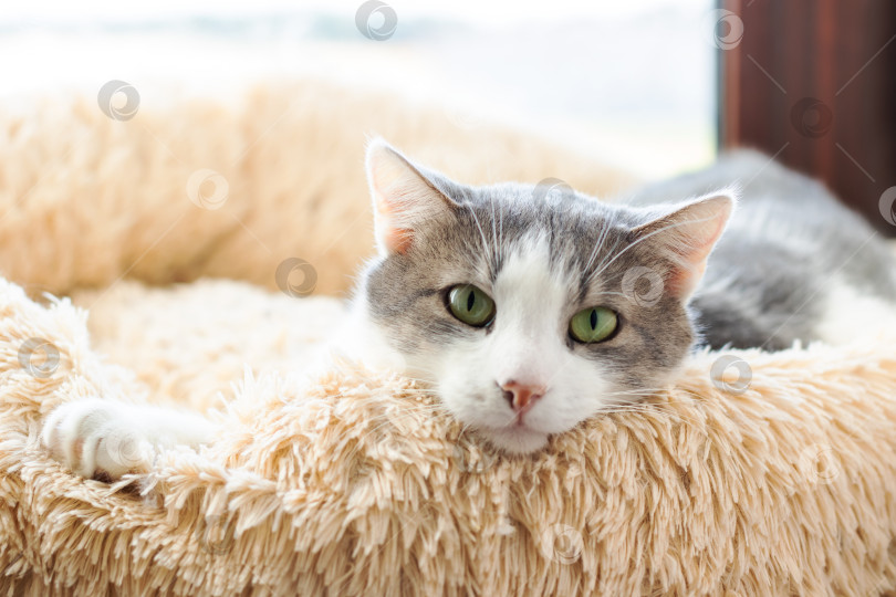 Скачать Расслабленная Серо-белая кошка уютно устроилась в Своей Уютной постельке фотосток Ozero