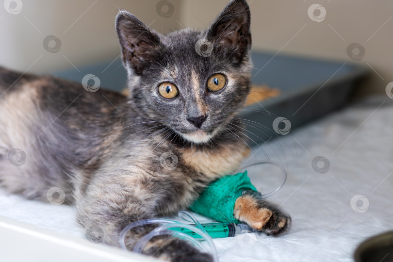 Скачать Очаровательному раненому котенку в настоящее время оказывается ветеринарная помощь фотосток Ozero