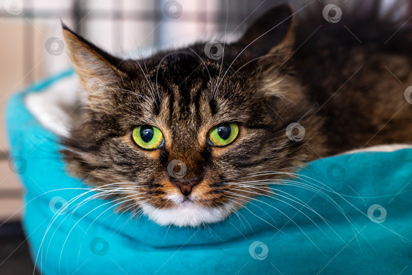 Скачать Крупный план красивой полосатой кошки с поразительными зелеными глазами фотосток Ozero