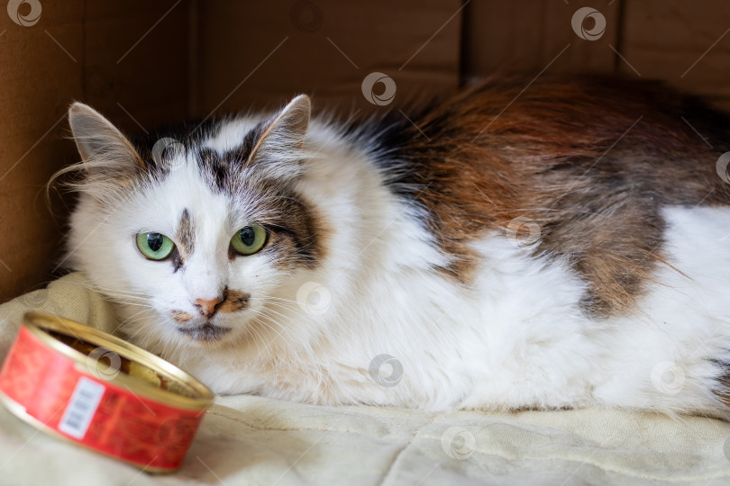 Скачать Ситцевый кот мирно отдыхает в уютной картонной коробке фотосток Ozero