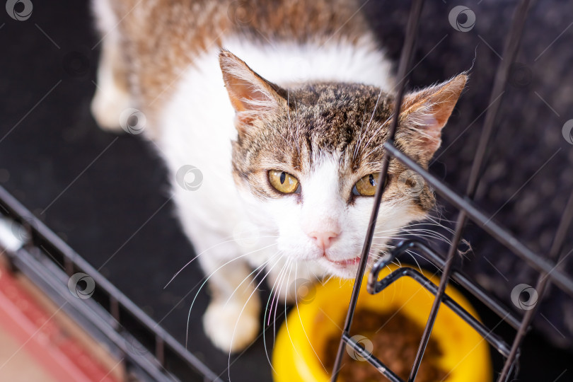 Скачать Счастливая Домашняя кошка в клетке с доступной миской для корма фотосток Ozero