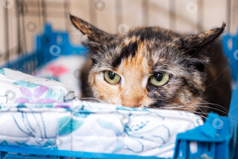 Скачать Спокойная Приютская кошка Наслаждается мирным отдыхом в Своей Уютной кроватке фотосток Ozero