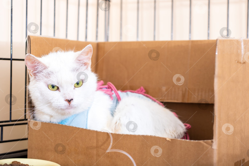 Скачать Белая кошка в картонной коробке с розовыми аксессуарами фотосток Ozero