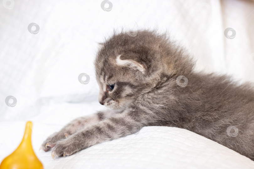 Скачать Очаровательный серый котенок игриво играет с игрушкой фотосток Ozero