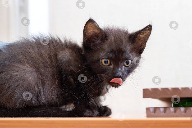 Скачать Очаровательный и любопытный Черный Котенок взволнованно облизывается фотосток Ozero