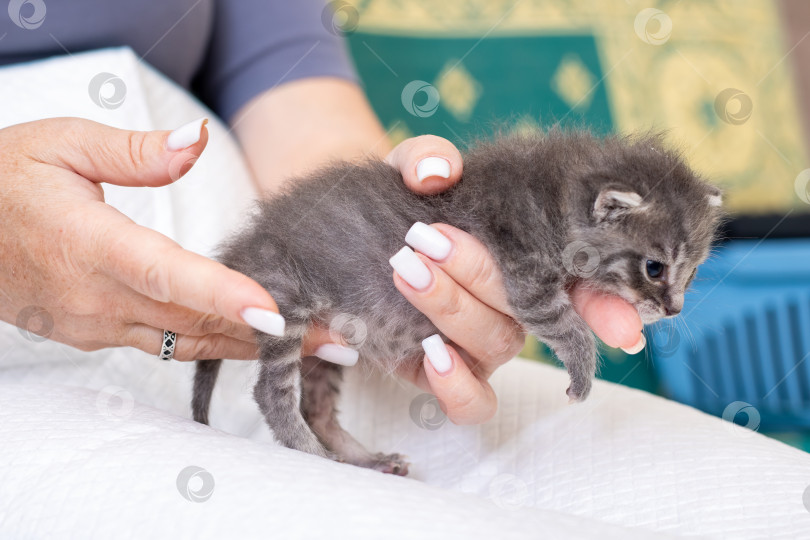 Скачать Очаровательный крошечный серый котенок, которого с любовью держат в человеческих руках фотосток Ozero