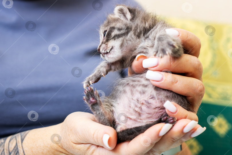 Скачать Очаровательный маленький котенок, которого нежно и любовно держат в руках фотосток Ozero