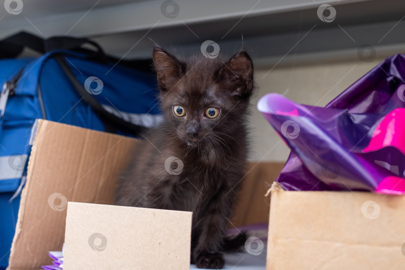 Скачать Очаровательный Черный котенок с энтузиазмом исследует рабочее пространство фотосток Ozero