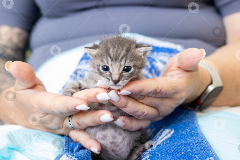 Скачать Очаровательный Серый Полосатый котенок, о котором Заботятся Нежные руки фотосток Ozero