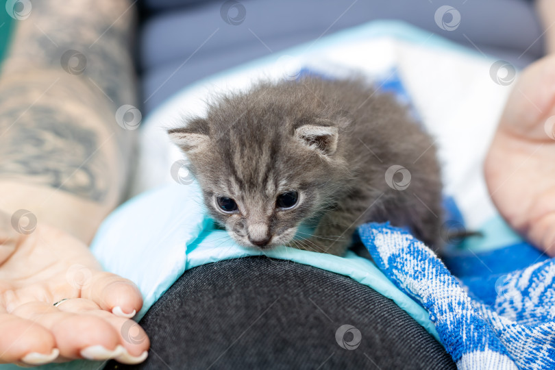 Скачать Очаровательный серый котенок радостно исследует окружающие его руки фотосток Ozero