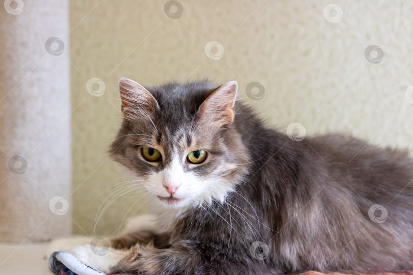 Скачать Очаровательная серо-белая кошка, уютно отдыхающая в домашнем помещении фотосток Ozero