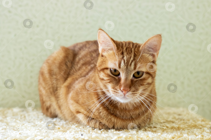 Скачать Расслабленный Рыжий кот Уютно устроился на плюшевой мягкой поверхности фотосток Ozero
