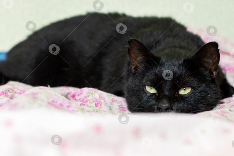 Скачать Элегантная черная кошка, элегантно отдыхающая на уютном одеяле в цветочек фотосток Ozero