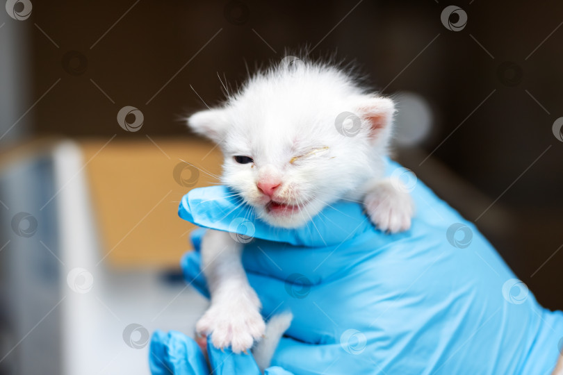 Скачать Очаровательный белый котенок, за которым ухаживает ветеринар фотосток Ozero