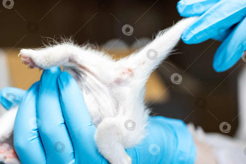 Скачать Ветеринарная помощь Тщательный осмотр милого белого котенка фотосток Ozero