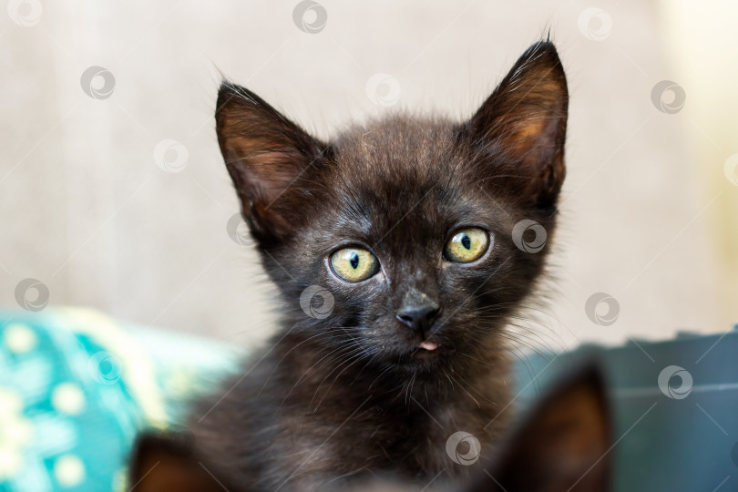 Скачать У этого очаровательного маленького черного котенка поразительно красивые зеленые глаза фотосток Ozero