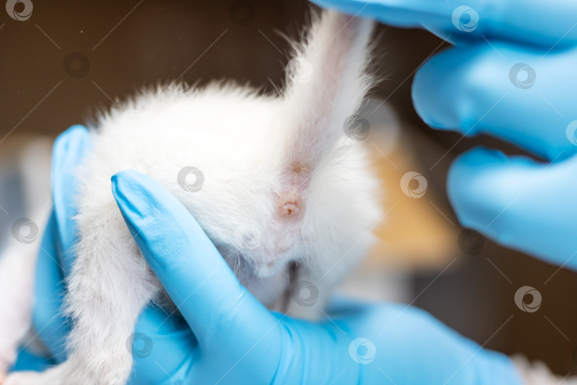 Скачать Оказание специализированной ветеринарной помощи молодняку кролика в синих перчатках фотосток Ozero