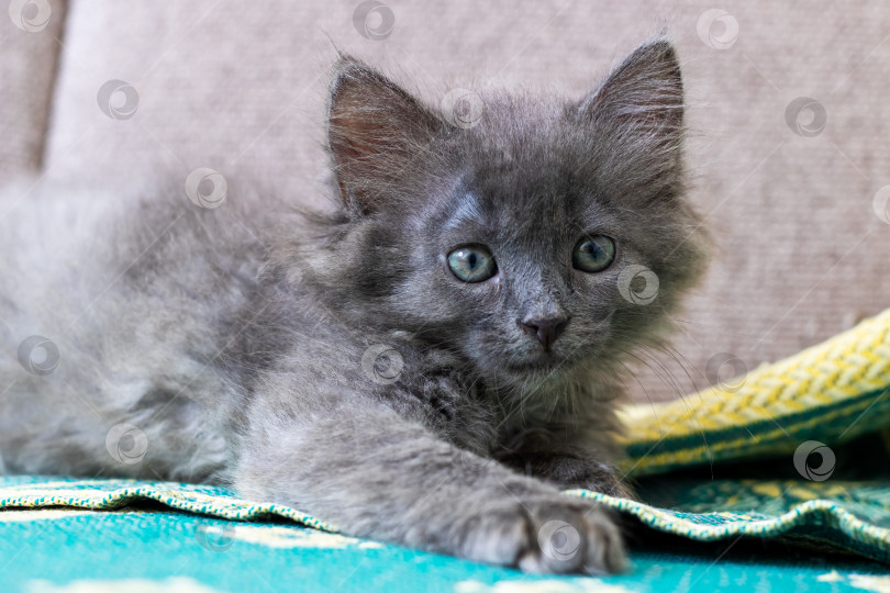 Скачать Очаровательный серый котенок отдыхает на цветастом одеяле фотосток Ozero