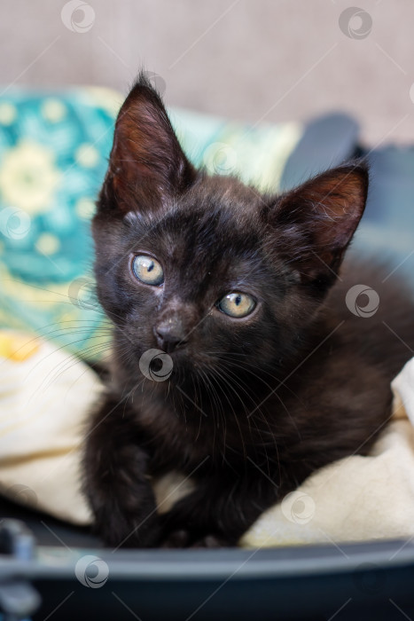 Скачать Игривый Черный котенок с Широко открытыми глазами в уютной корзинке фотосток Ozero