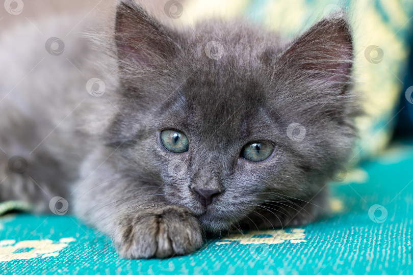 Скачать Очаровательный серый котенок мирно отдыхает на красочной ткани фотосток Ozero