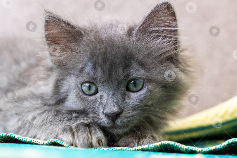 Скачать Пушистый Серый котенок с поразительно красивыми зелеными глазами фотосток Ozero